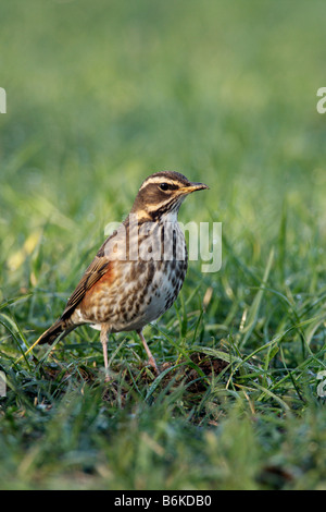 Rotdrossel Turdus Iliacus Fütterung auf Erden Ashwell Hertfordshire Stockfoto