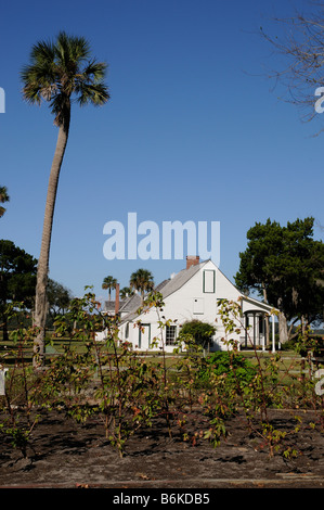 Baumwollanbau auf der historischen Kingsley Plantation im nördlichen Florida USA Stockfoto