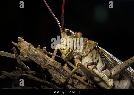 wilde Tierwelt Heuschrecke Heuschrecke South African Bush Locust gemeinsamen Südafrika Wüste Heuschrecke Umwelt Parasiten befallen varmi Stockfoto