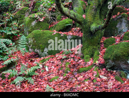 Einem versteckten japanischen Garten in Eskdale Cumbria Stockfoto