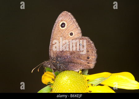 Kleine Holz-Nymphe (Schmetterling) Cercyonis oetus Stockfoto