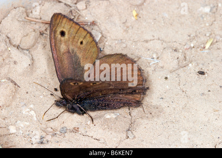 Kleine Holz-Nymphe (Schmetterling) Cercyonis oetus Stockfoto