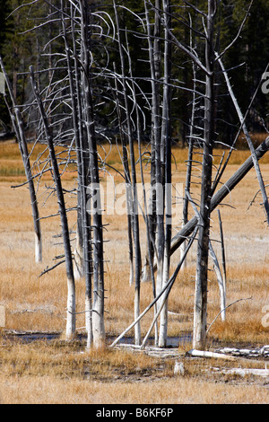 Bäume getötet durch thermische Eigenschaften, in der Nähe von Grand Prismatic Spring, Midway Geyser Basin, Yellowstone-Nationalpark; Wyoming; USA Stockfoto