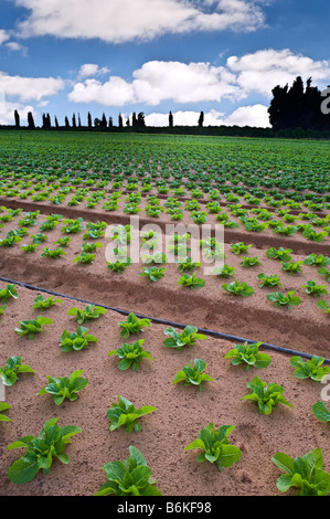 Salatfeld in der Sharon-Region Israel Stockfoto