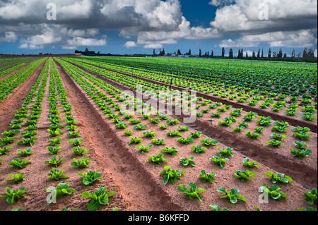 Salatfeld in der Sharon-Region Israel Stockfoto