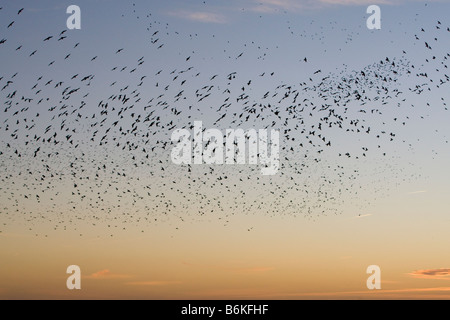 Große Herde oder "Murmuration" von Staren Sturnus Vulgaris über Brighton Pier Brigton East Sussex UK winter Stockfoto