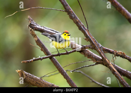 Collard Gartenrotschwänze Amigo del Hombre Myioborus Manlius Vogel von Costa Rica Dezember 2008 Stockfoto