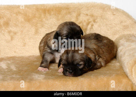 Tibet Spaniel Welpen 3 Wochen Stockfoto