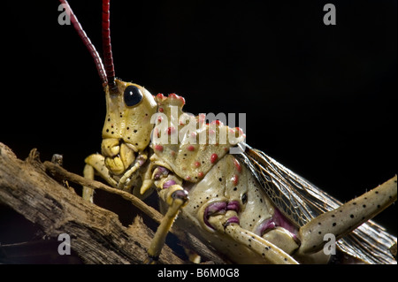 wilde Tierwelt Heuschrecke Heuschrecke South African Bush Locust gemeinsamen Südafrika Wüste Heuschrecke Umwelt Parasiten befallen varmi Stockfoto