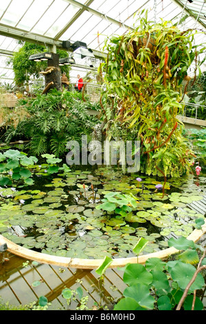 Royal Botanic Gardens Kew Richmond London Prinzessin von Wales Conservatory. Wasserpflanzen Stockfoto