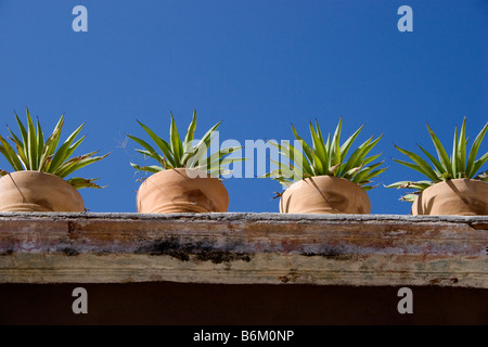 Terrakotta-Töpfe mit Aloe Pflanzen säumen eine Dachterrasse in San Miguel de Allende, Mexiko Stockfoto