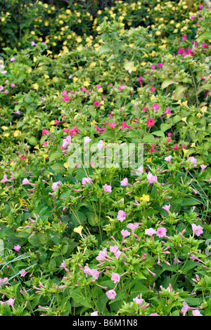 MIRABALIS JALAPA MARVEL PERU VIER OCLOCK ANLAGE Stockfoto