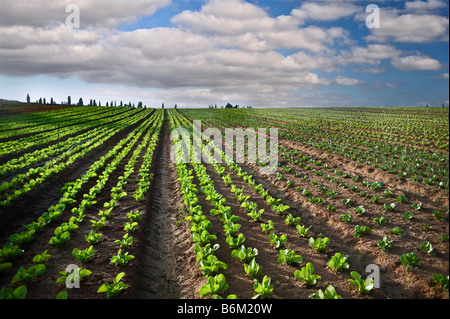 Salatfeld in der Sharon-Region Israel Stockfoto