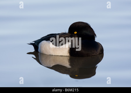 Männliche Reiherenten Aythya Fuligula ruht mit einem Auge öffnen, Gloucestershire Stockfoto