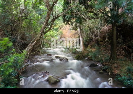 Kleiner Fluss läuft durch Dschungel auf Maui, Hawaii, USA Stockfoto