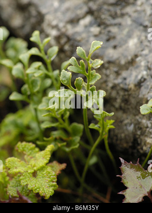 Wand-Rue, Asplenium Ruta-muraria Stockfoto