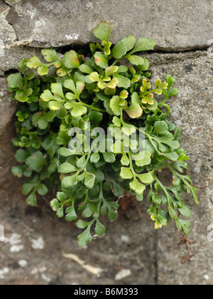 Wand-Rue, Asplenium Ruta-muraria Stockfoto