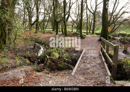 Holzsteg über kleine Bach im Wald im winter Stockfoto