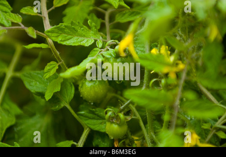 Nachgestellte Tomaten angebaut in Wand montierten Behälter im kleinen städtischen Garten UK Stockfoto