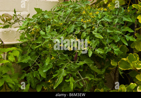 Nachgestellte Tomaten angebaut in Wand montierten Behälter im kleinen städtischen Garten UK Stockfoto