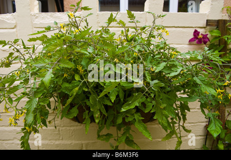 Nachgestellte Tomaten angebaut in Wand montierten Behälter im kleinen städtischen Garten UK Stockfoto