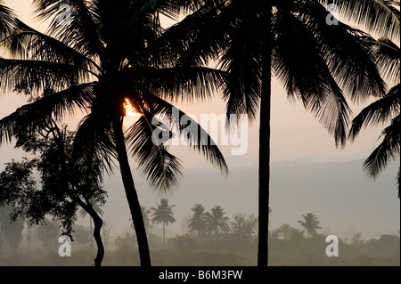 Kokospalmen in der Silhouette bei Sonnenaufgang in Südindien Stockfoto