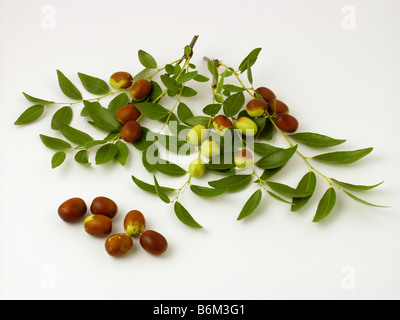 Rote Jujube Datum Zizyphus jujuba Stockfoto