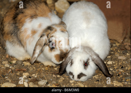 Zwei Lop Eared Hasen am Boden Fütterung Stockfoto