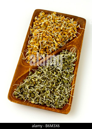 Linsensuppe Sprossen Stockfoto