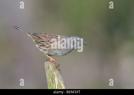 Heckenbraunelle, Hedge Sparrow, Prunella Modularis thront Potton Bedfordshire Stockfoto