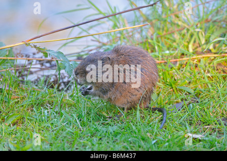 Nördlichen Schermaus Arvicola Terrestris Fütterung am Flussufer Stockfoto