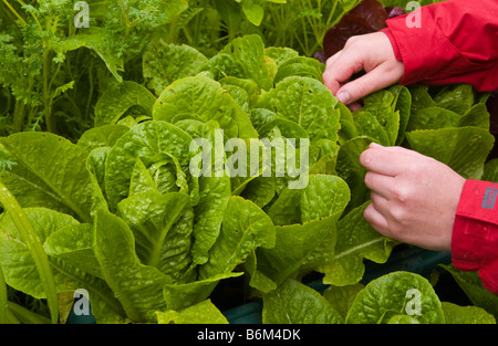 Kopfsalat angebaut in Containern in kleinen städtischen Garten UK Stockfoto