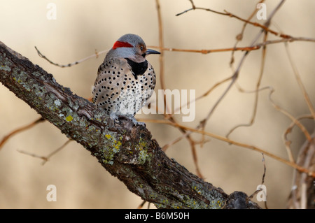 Eine gelbe - shafted Nördlichen Flimmern, Colaptes auratus, Sitzstangen auf einem toten Körper. Oklahoma, USA. Stockfoto