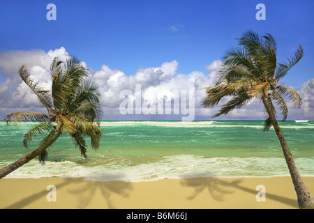 Palmen, die über einen weißen Sandstrand mit herrlichem türkisfarbenen Wasser in Hawaii hängen Stockfoto