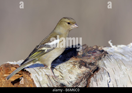 Weibliche Buchfink Fringilla Coelebs auf Silver birch Potton Bedfordshire Stockfoto