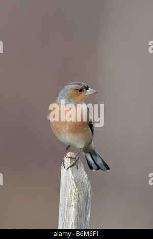 Männliche Buchfink Fringilla Coelebs thront Potton Bedfordshire Stockfoto