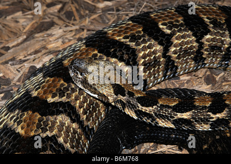 Cranebrake-Klapperschlange ein Sumpf Rattler Florida Amerika USA Stockfoto