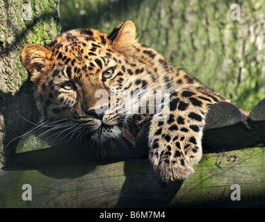 Juvenile Amur-Leopard (Panthera Pardus Orientalis) "Kiska", gezüchtet im Marwell Zoo, Hampshire, England Stockfoto