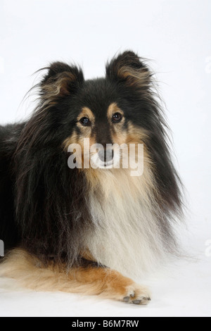 Sheltie 10 Jahre alte Sheltie Stockfoto