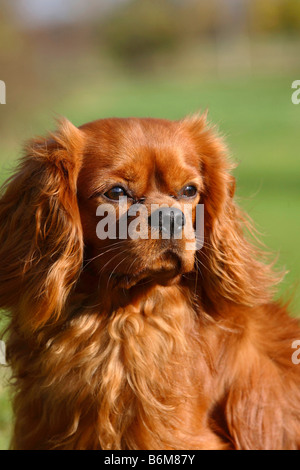 Cavalier King Charles Spaniel Rubin Stockfoto