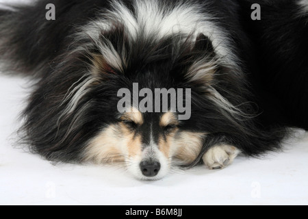 Sheltie 10 Jahre alte Sheltie Stockfoto