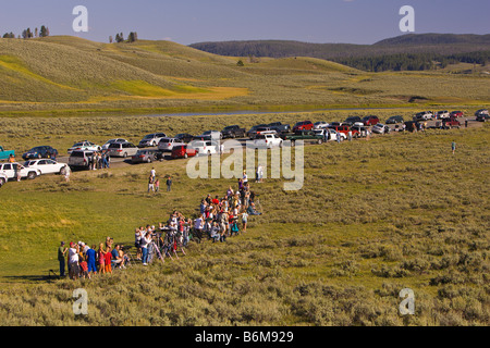 YELLOWSTONE-Nationalpark, WYOMING USA - Menge von Touristen Linie bis zu Ansicht Bären bei einem Kill im Hayden Valley. Stockfoto