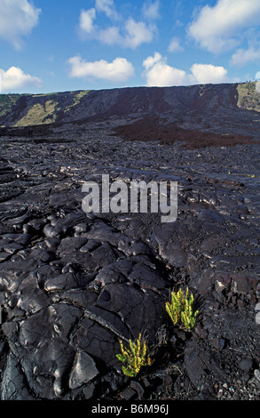 Farne besiedeln Holei Pali Lava fließen Kette der Krater Road Hawaii Volcanoes National Park Stockfoto