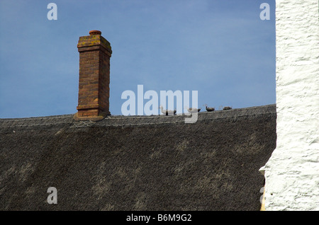 Eine Reihe von Enten von Stroh auf dem Dach eine strohgedeckte Hütte in England gemacht Stockfoto