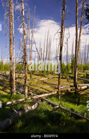 YELLOWSTONE-Nationalpark WYOMING USA - tote Bäume im Rätsel Seengebiet Stockfoto