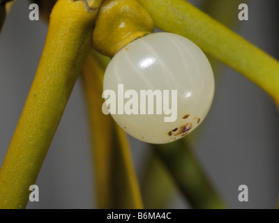 Mistel Stockfoto