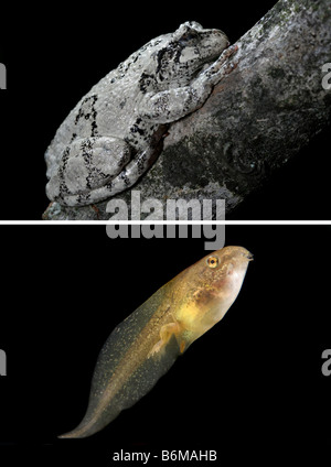 Graue Laubfrosch, Hyla versicolor. Erwachsene und Kaulquappe. Stockfoto