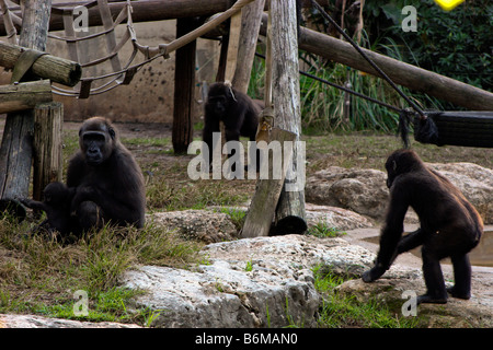 Weiblichen Gorilla mit baby Stockfoto