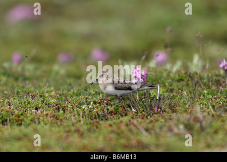 Temminck Pensum (Calidris Temminckii) in der Zucht Gefieder. Arktis, Kolguev Insel, Barents-See, Russland. Stockfoto