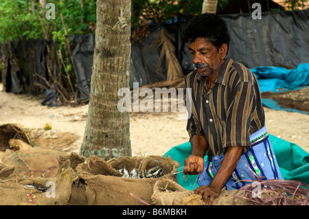 Fischer am Maraikulam Strand Taschen von kleinen Fischen, die verkauft werden als Tierfutter Malabarküste Kerala Indien binden Stockfoto